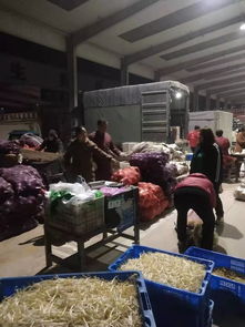 中贸农产品综合批发市场 从基地到市场,蔬菜区一站式采购每日参考价