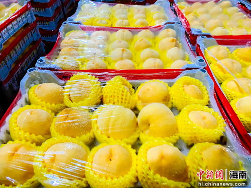 海口市菜篮子江楠农产品批发市场盛大开业 打造食用农产品批发新枢纽