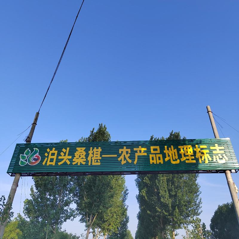 河北泊头桑葚干批发 19.50元/斤优质新货，撬动农产品市场新机遇